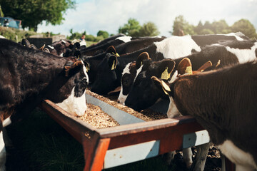 Nature, field and cows eating grain for nutrition, wellness and sustainable business for dairy...