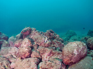 まだ半透明の美しいツノダシ（ツノダシ科）の幼魚。

日本国静岡県伊豆半島賀茂郡南伊豆町中木から渡し船で渡るヒリゾ浜にて。
2022年9月撮影。

A beautiful juvenile Moorish Idol (Zanclus cornutus), still translucent.

