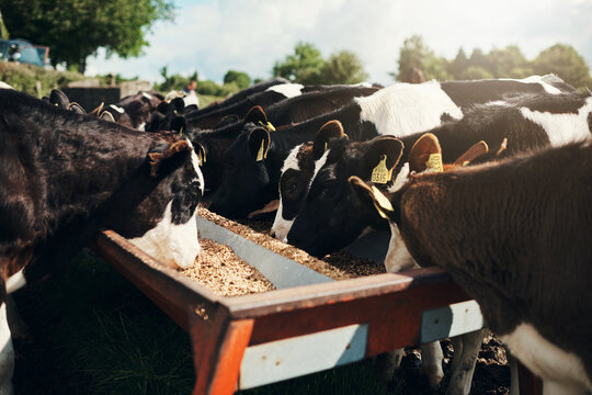 Nature, field and cows eating grain for nutrition, wellness and sustainable business for dairy production. Growth, development and outdoor cattle feeding with animal, food and healthy agro industry