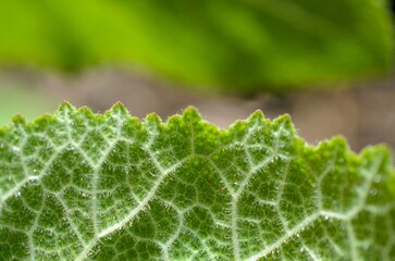 Macro image of a plant leaf with detailed abstract pattern of leaf structure. Close up of a plant for background.