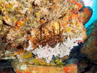 水中洞窟にいる美しく大きなイセエビ（イセエビ科）。

日本国静岡県伊豆半島賀茂郡南伊豆町中木から渡し船で渡るヒリゾ浜にて。
2022年9月撮影。

The Beautiful and large Japanese Spiny Lobster, Spiny Lobster (Panulirus japonicus) in underwater cave.
