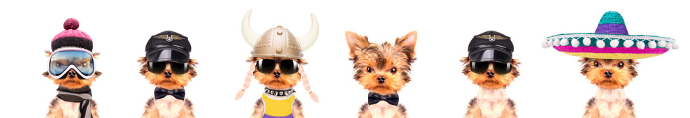 Cute pet in different costumes like teacher, skier, gentlemen, worker and Santa