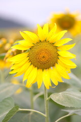 Fototapeta premium Sunflower 