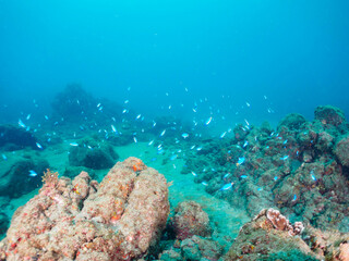 岩場に集まる、美しいソラスズメダイ（スズメダイ科）他の群れ。

日本国静岡県伊豆半島賀茂郡南伊豆町中木から渡し船で渡るヒリゾ浜にて。
2022年9月撮影。

Beautiful a school of Heavenly Damselfish (Pomacentrus coelestis) and others gather on a rocky beach.

