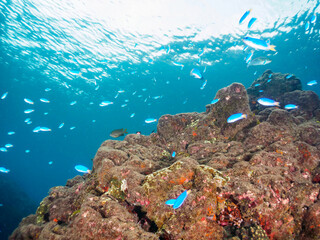 岩場に集まる、美しいソラスズメダイ（スズメダイ科）他の群れ。

日本国静岡県伊豆半島賀茂郡南伊豆町中木から渡し船で渡るヒリゾ浜にて。
2022年9月撮影。

Beautiful a school of Heavenly Damselfish (Pomacentrus coelestis) and others gather on a rocky beach.
