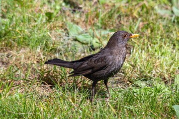 A blackbird looks for food in a courtyard in a residential area of Munich