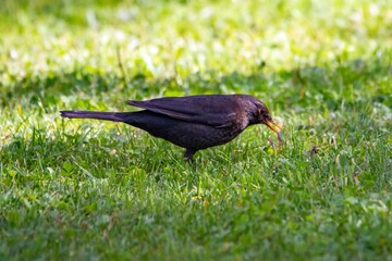 A blackbird caught an earthworm in a courtyard in a residential area of Munich