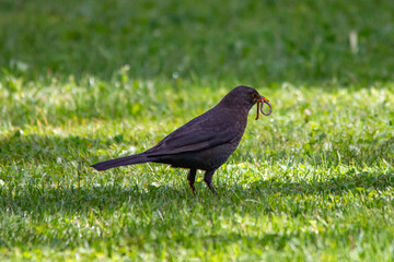 A blackbird caught an earthworm in a courtyard in a residential area of Munich