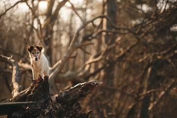 old fox terrier dog standing on a fallen gnarly tree in a forest in early spring