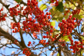 Ripe red useful clusters of rowan berries,autumn sky