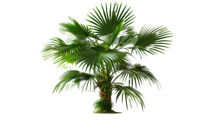Naklejka premium Young palm tree plant leaf tree isolated on transparent png background.