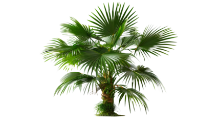 Young palm tree plant leaf tree isolated on transparent png background.

