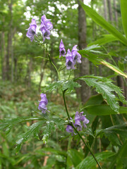 エゾトリカブト3