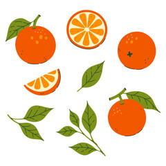Set of oranges, leaves and parts isolate on a white background. Vector graphics