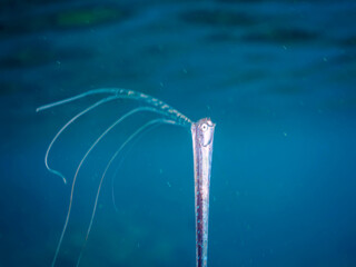 美しいリュウグウノツカイ（リュウグウノツカイ科）の幼魚のペア。
極稀に海流に乗って浮遊してくる、非常に希少な深海魚である。

日本国静岡県伊豆半島賀茂郡南伊豆町中木から渡し船で渡るヒリゾ浜にて。
2022年9月撮影。

A beautiful juvenile Oarfish, King of the Herring (Regalecus glesne).
