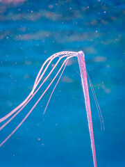 美しいリュウグウノツカイ（リュウグウノツカイ科）の幼魚のペア。
極稀に海流に乗って浮遊してくる、非常に希少な深海魚である。

日本国静岡県伊豆半島賀茂郡南伊豆町中木から渡し船で渡るヒリゾ浜にて。
2022年9月撮影。

A beautiful juvenile Oarfish, King of the Herring (Regalecus glesne).
