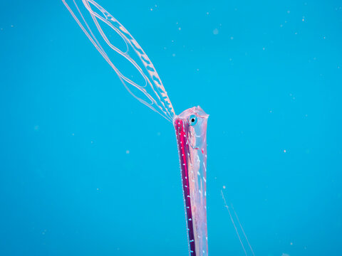 美しいリュウグウノツカイ（リュウグウノツカイ科）の幼魚のペア。
極稀に海流に乗って浮遊してくる、非常に希少な深海魚である。

日本国静岡県伊豆半島賀茂郡南伊豆町中木から渡し船で渡るヒリゾ浜にて。
2022年9月撮影。

A beautiful juvenile Oarfish, King of the Herring (Regalecus glesne).
