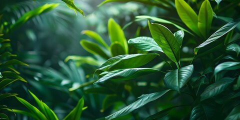 Obraz premium Exploring the Educational Value of Tropical Rainforests with their Diverse Plant and Animal Life. Concept Rainforest Ecosystems, Biodiversity Conservation, Ecological Education