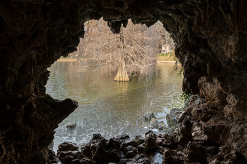 Beautiful image of a cypress growing in the center of a lake seen from inside a cave with water falling