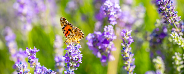 Butterflies on spring lavender flowers under sunlight. Beautiful landscape of nature with a panoramic view. Hi spring. long banner