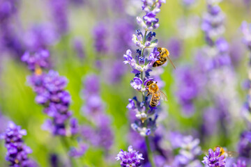 Fototapeta premium Spring lavender flowers under sunlight. Bees pollinate flowers and collect pollen. Lavender honey. Beautiful landscape of nature with a panoramic view. Hi spring. long banner