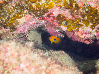 美しいサンゴと可愛いコガネヤッコ（キンチャクダイ科）の幼魚他。

日本国静岡県伊豆半島賀茂郡南伊豆町中木から渡し船で渡るヒリゾ浜にて。
2022年9月撮影。

Beautiful corals and lovely juvenile Lemonpeel Angelfish (Centropyge flavissima) and others.
