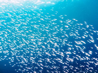 美しいキビナゴ（ニシン科）他の大群。

日本国静岡県伊豆半島賀茂郡南伊豆町中木から渡し船で渡るヒリゾ浜にて。
2022年9月撮影。

A large school of the Beautiful Silver-Stripe Round Herrings (Spratelloides gracilis) and others. 
