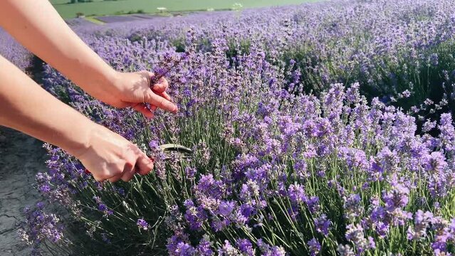 Young woman cutting several lavender flowers, agricultural harvest