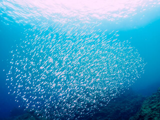 美しいキビナゴ（ニシン科）他の大群。

日本国静岡県伊豆半島賀茂郡南伊豆町中木から渡し船で渡るヒリゾ浜にて。
2022年9月撮影。

A large school of the Beautiful Silver-Stripe Round Herrings (Spratelloides gracilis) and others. 
