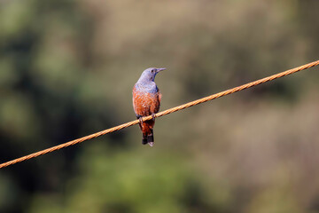きれいな声でさえずる美しいイソヒヨドリ（ヒタキ科）。Beautiful Blue Rock Thrush (Monticola solitarius , family Bewick's flycatcher) chirping in beautiful voices.

日本国静岡県伊豆半島賀茂郡南伊豆町中木から渡し船で渡るヒリゾ浜にて。
2022年9月撮影。
