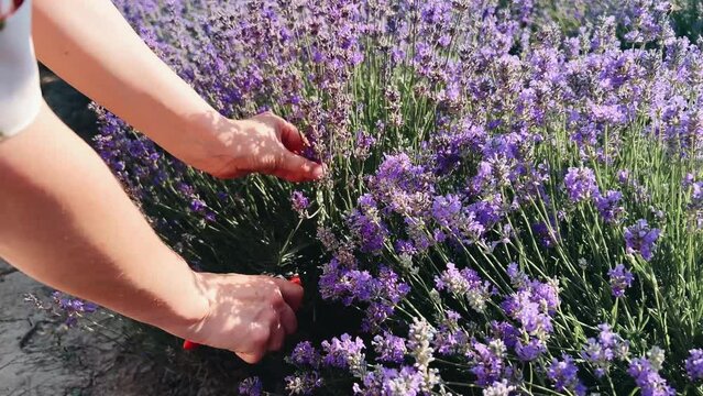 Young woman's hands cutting lavender flowers and placing them in a basket