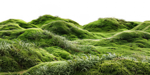 green moss on the ground