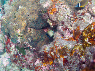 美しいサンゴと可愛いナメラヤッコ（キンチャクダイ科）、チョウチョウウオ（チョウチョウウオ科）、ソラスズメダイ（スズメダイ科）の幼魚他。

日本国静岡県伊豆半島賀茂郡南伊豆町中木から渡し船で渡るヒリゾ浜にて。
2022年9月撮影。
Pearlscale angelfish (Centropyge vrolikii) Oriental ButterflyFish (Chaetodon aurites)