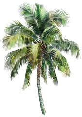 Fototapeta premium Tall Coconut Palm Tree