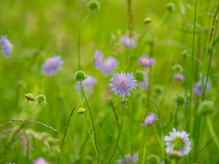 Obraz premium Blau blühende Acker-Witwenblumen (Knautia arvensis) wachsen auf einer Blumenwiese.