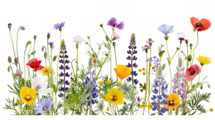 Colorful Wildflower Assortment