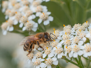 Seitliche Nahaufnahme einer Honigbiene, die auf weißen Blüten sitzt und Nektar sammelt.
