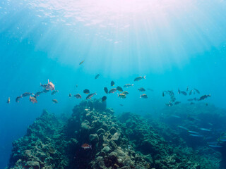 逆光の美しいホウライヒメジ（ヒメジ科）、チョウチョウウオ（チョウチョウウオ科）、キビナゴ（ニシン科）他の群れ。

日本国静岡県伊豆半島賀茂郡南伊豆町中木から渡し船で渡るヒリゾ浜にて。
2022年9月撮影。
Whitesaddle goatfish (Parupeneus ciliatus) Oriental ButterflyFish (Chaetodon aurites), 