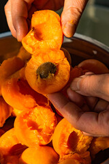 At home, break open the fresh apricots to prepare the resulting sauce for processing