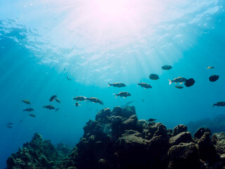 逆光の美しいホウライヒメジ（ヒメジ科）、チョウチョウウオ（チョウチョウウオ科）他の群れ。

日本国静岡県伊豆半島賀茂郡南伊豆町中木から渡し船で渡るヒリゾ浜にて。
2022年9月撮影。

Whitesaddle goatfish (Parupeneus ciliatus) Oriental ButterflyFish (Chaetodon aurites) and others. 