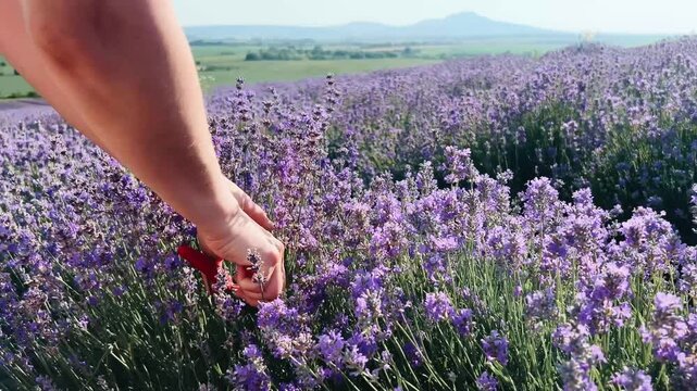 Young woman cutting several purple lavender flowers on a sunny day