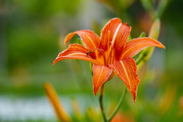 Beautiful Xuancao flowers are blooming