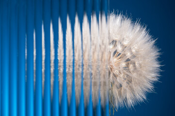 Abstract composition with a large fluffy dandelion and ribbed glass on a blue background, selective...