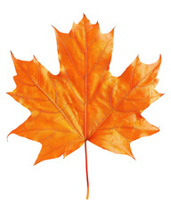 Orange Maple Leaf