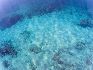 美しいアオブダイ（ブダイ科）、ニザダイ（ニザダイ科）、アイゴ（アイゴ科）他の群れ。

日本国静岡県伊豆半島賀茂郡南伊豆町中木から渡し船で渡るヒリゾ浜にて。
2022年9月撮影。
Knobsnout Parrotfish (Scarus ovifrons), Sawtail juvenile (Prionurus scalprum), Rabbitfish (Siganus fuscescens) 