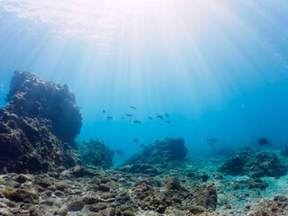 美しいアオブダイ（ブダイ科）、ニザダイ（ニザダイ科）、アイゴ（アイゴ科）他の群れ。

日本国静岡県伊豆半島賀茂郡南伊豆町中木から渡し船で渡るヒリゾ浜にて。
2022年9月撮影。
Knobsnout Parrotfish (Scarus ovifrons), Sawtail juvenile (Prionurus scalprum), Rabbitfish (Siganus fuscescens) 