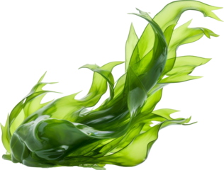 green kelp seaweed from deep sea isolated on white or transparent background,transparency 