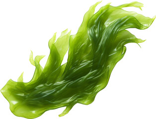 green kelp seaweed from deep sea isolated on white or transparent background,transparency 