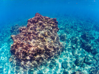 ウミトサカ等のソフトコーラルが群生する岩場に集まる、美しいソラスズメダイ（スズメダイ科）他の群れとスキンダイバー。

日本国静岡県伊豆半島賀茂郡南伊豆町中木から渡し船で渡るヒリゾ浜にて。
2022年9月撮影。
A skin diver with a beautiful schools of Heavenly Damselfish (Pomacentrus coelestis) and others