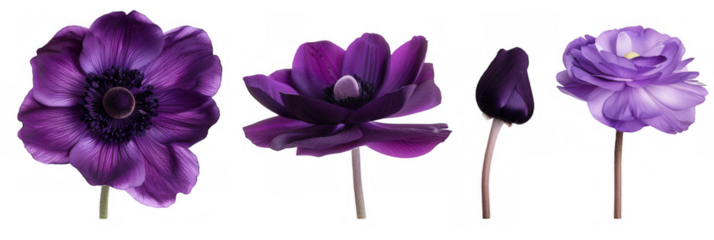 Three Dark Purple Flowers in Different Bloom Stages